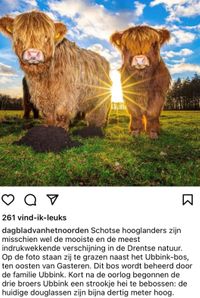 info drente schotse hooglander